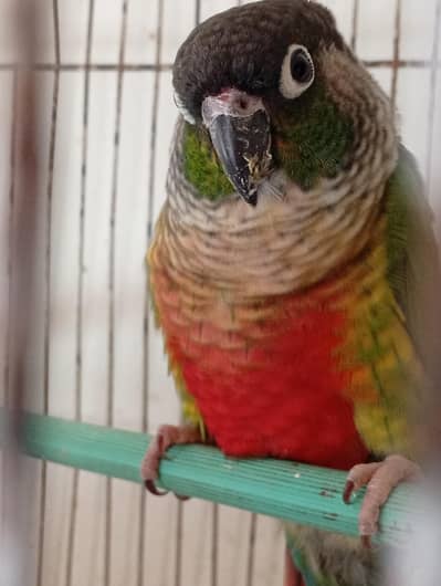 green chick conure