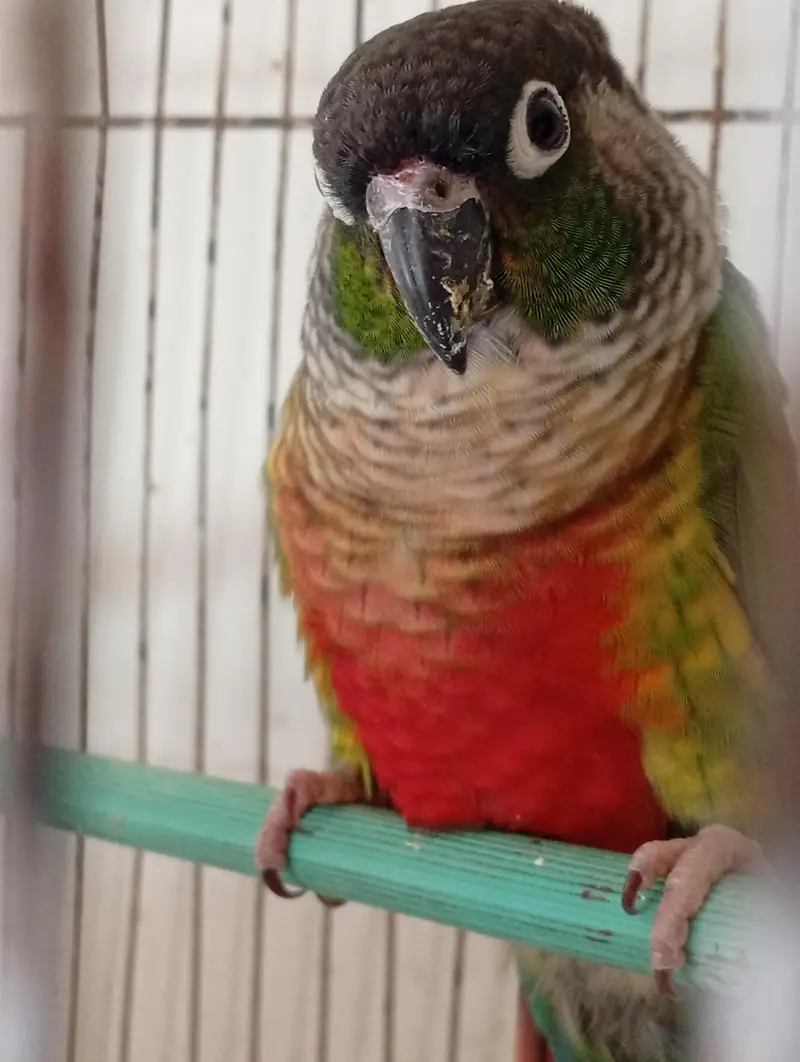 green chick conure — photo 2