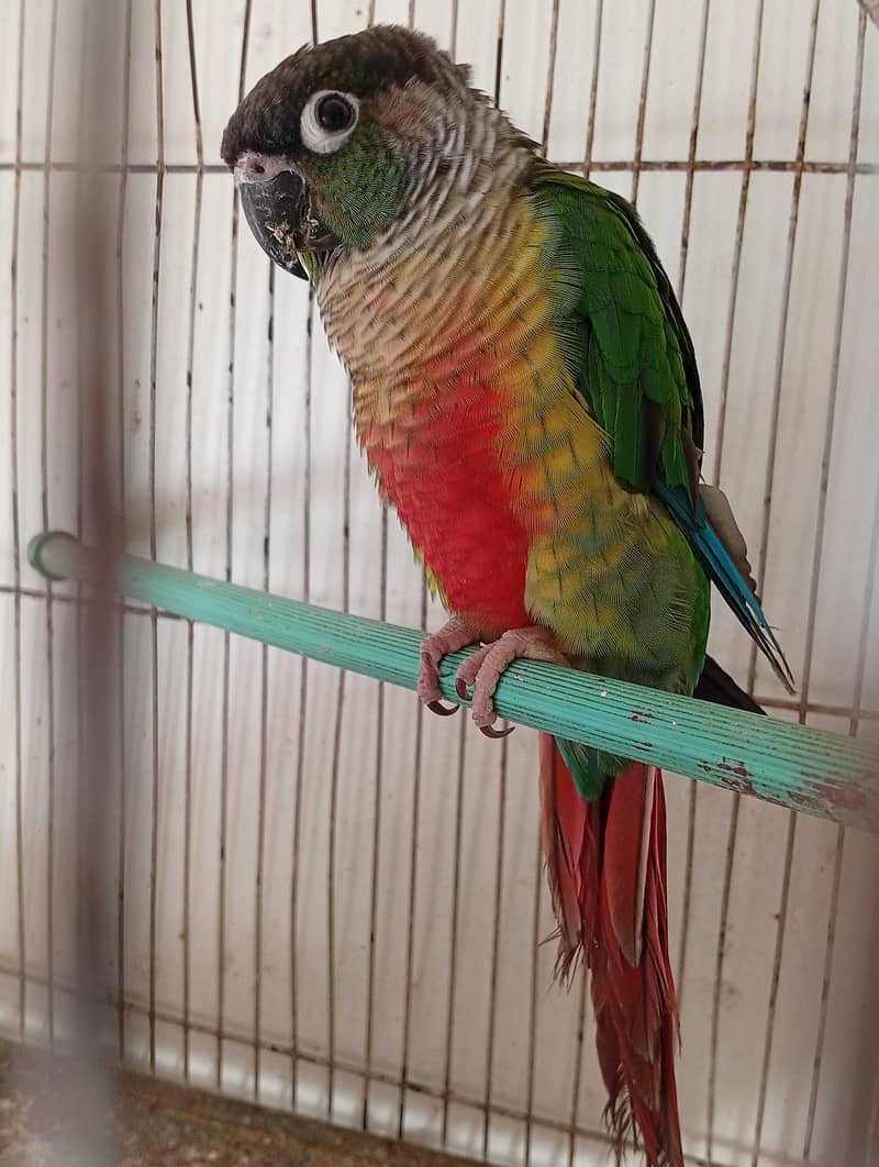 green chick conure 1