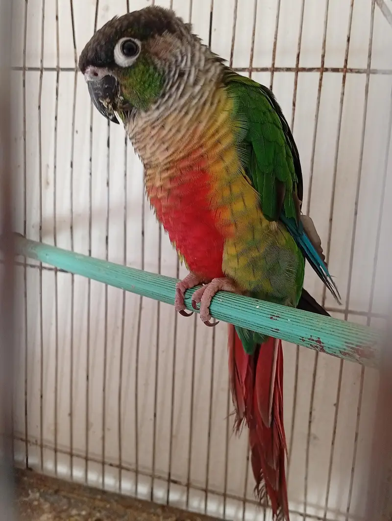 green chick conure — photo 3