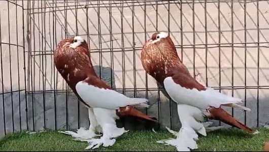 fancy pigeons for sale