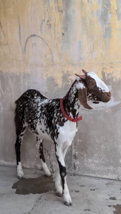 MASHA ALLAH BEAUTIFUL MALE GOAT FOR SALE