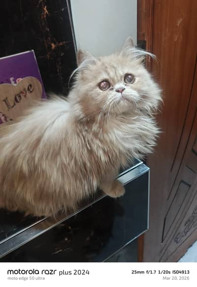 Hight Quality Punch Face Tripal Coat kitten