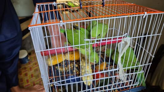 Color Ringneck Yellow Blue Grey Green Hand Tame