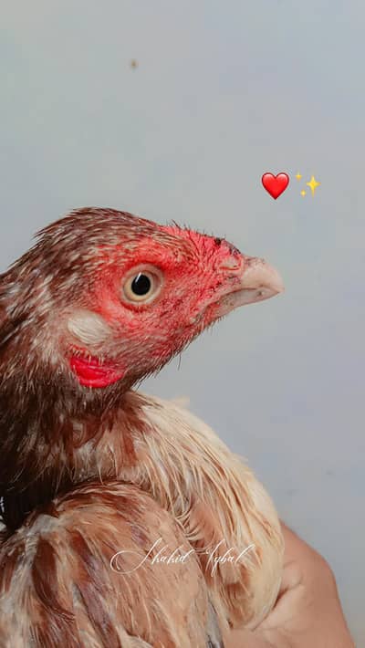 bhoot achi cheez ha bi