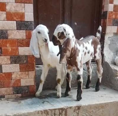 Rajan pure bakri!Dasi goat pair