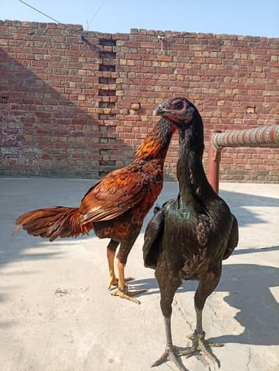 Thai dragon cross chicks  fully active