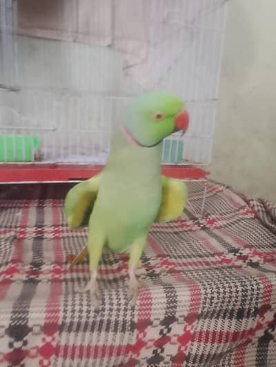 Cages 8 portions Best use for Ringneck.  Fisher, love birds, Cockatiel