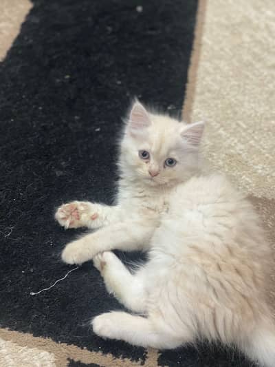 Persian kittens for sale. Cats for sale