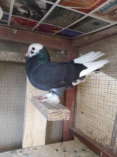 Black chandani,white fancy females