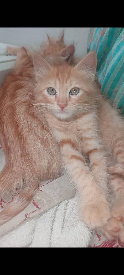 cats baby's parshens cat