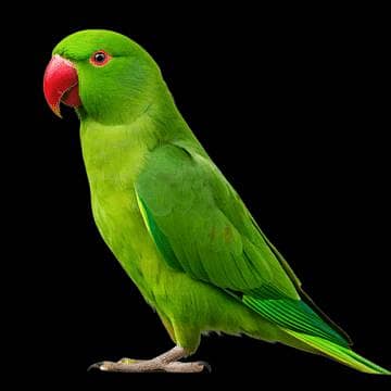 ringneck handtame male parrot