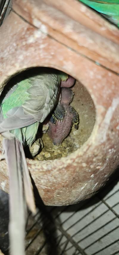 Breeding setup 100% Breeder pair available