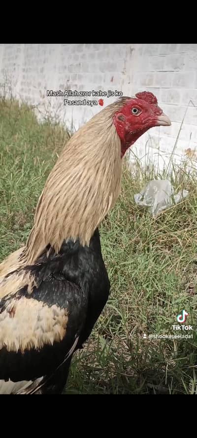 aseel mianwali blue ring eye mazboot band jorr