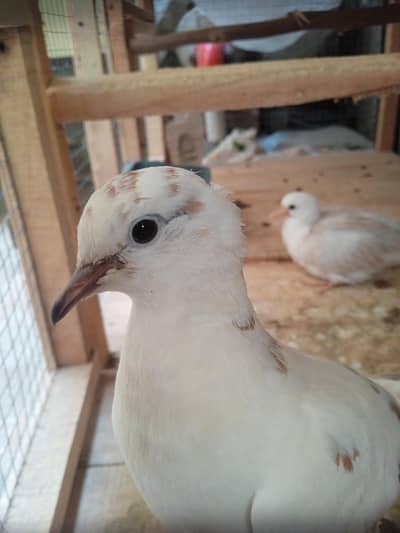 pied dove breeder female with 2 chicks
