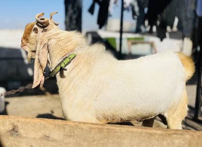 Breeder Gulabi male