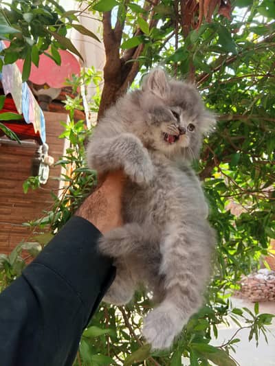 GREY kitten  PeRsian beautiful eyes available