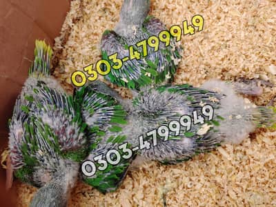 Raw Parrots Hand Feed Chicks - Alexandrine Parakeet Hand Tame Pathay