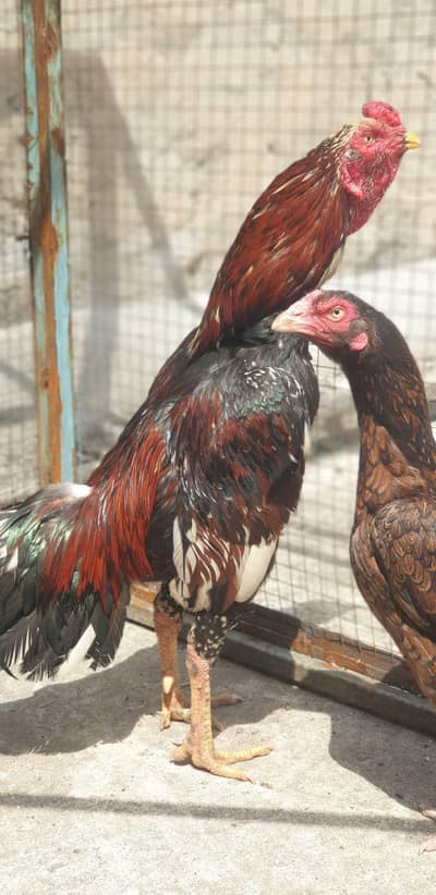 Mianwali Aseel murgha