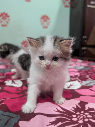 TRIPLE Coated Persian Kittens