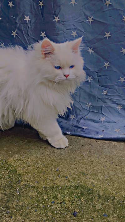 Persian cat triple coard