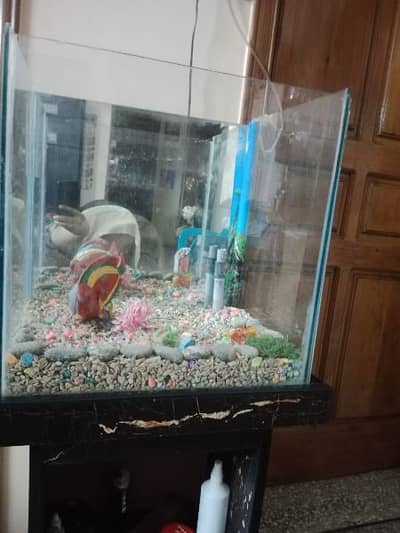 fish Aquarium