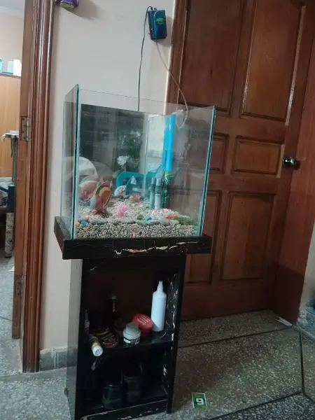 fish Aquarium — photo 3