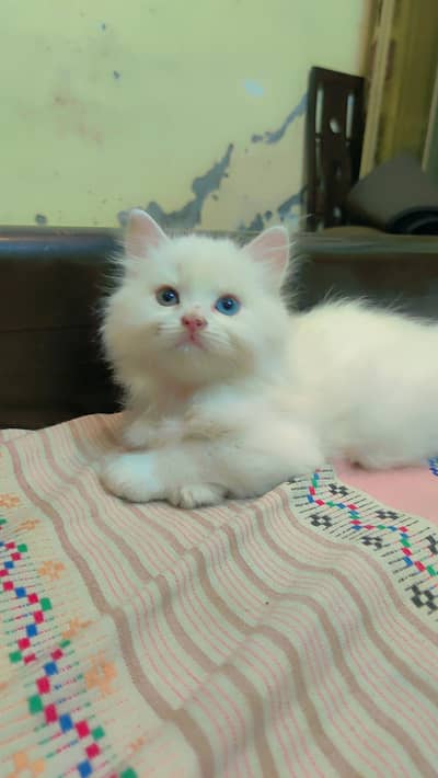 odd eyes male kitten