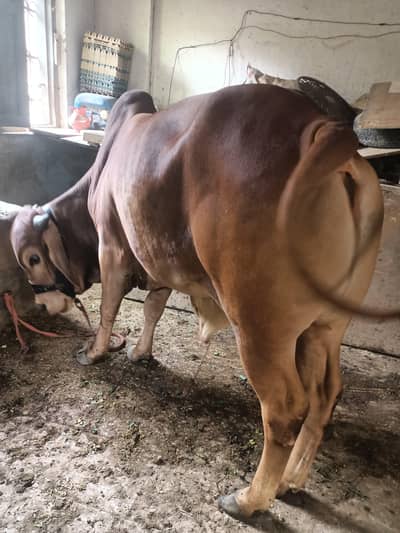 bachra/bull/cow/qurbanii