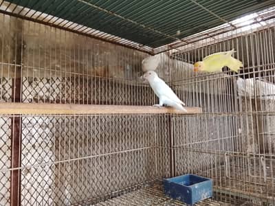 Albino creamino deck ino