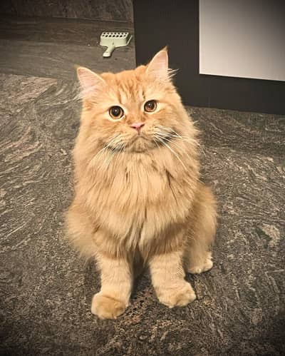 Persian cat  brown colour with brown eyes  home choice .