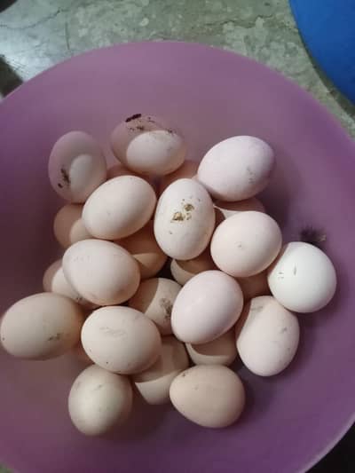 pure misri eggs available