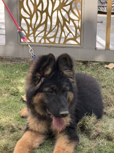 German shepherd puppy for sale