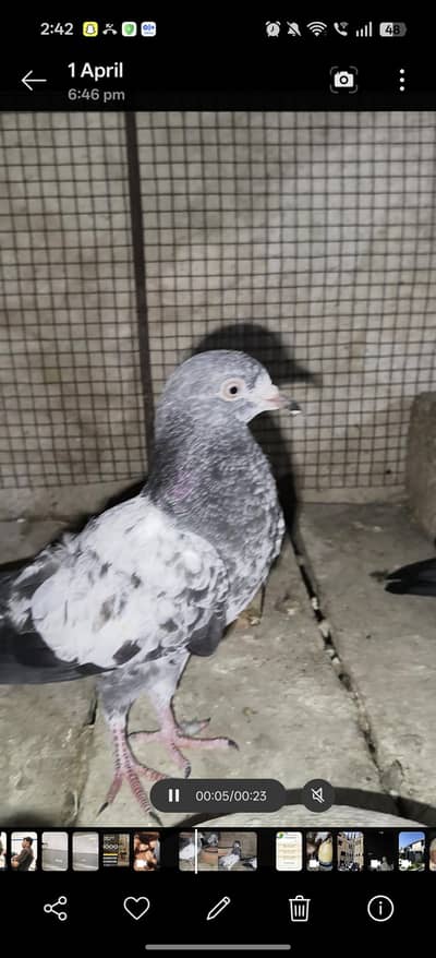 pure teddy patha phatea for sale healthy and active