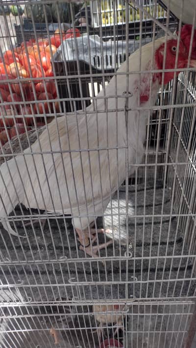 pingra dumba aur Baki parinde dastave hai