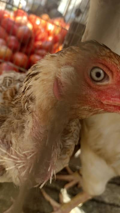 pingra dumba aur Baki parinde dastave hai