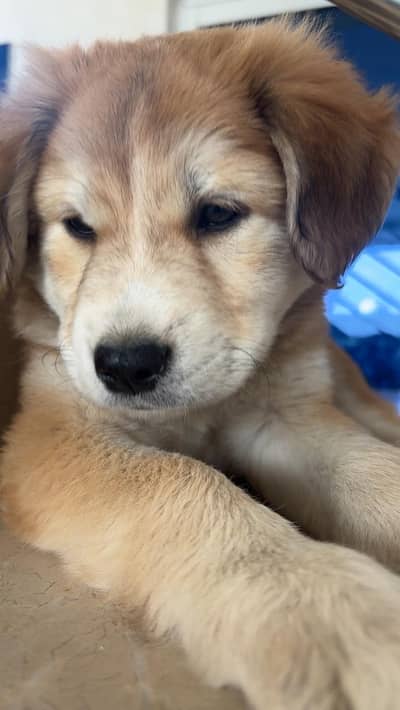 dogs / german shepherd dogs / dogs for sale