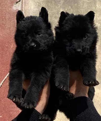 Balck German long coat piar for sale available