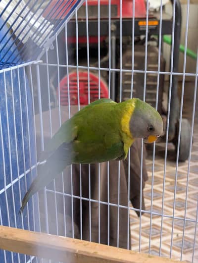 plum head female for sale urgently