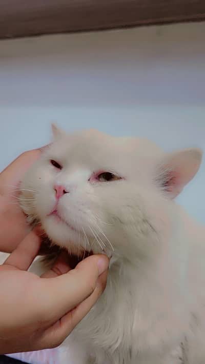 Persian male cat for sale