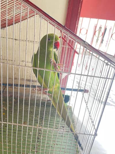 Talking Male Ringneck Parrot