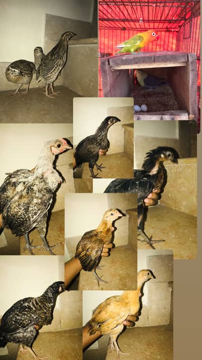 love bird pair and 6 chiks