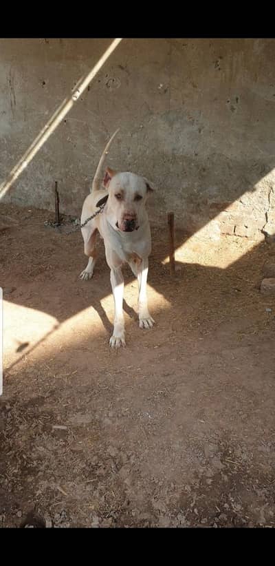 pakistani bully 31 inches