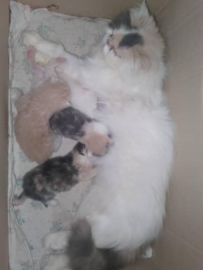 Persian kittens|| Persian cats