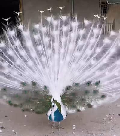 سفید مور برائے فروخت  ( White Peacock For Sale )