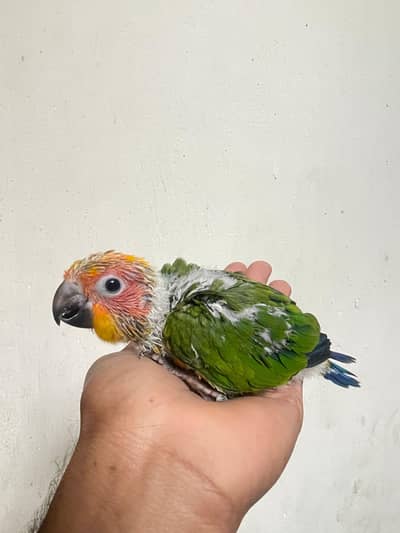 suncnour Hand tame chicks . 03226017206