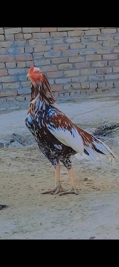 cheena breedar 1 ankh sy kana ha bahot acha ha breeding k lie best ha