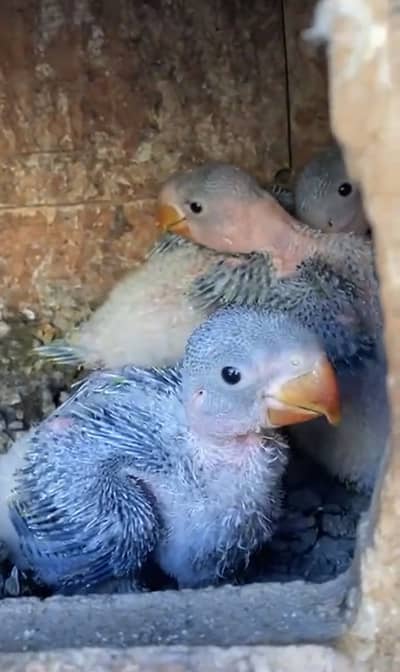 Raw parrot chicks
