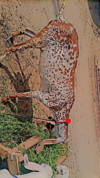 2 Goats For Sale / 2 Bakrian  for sale