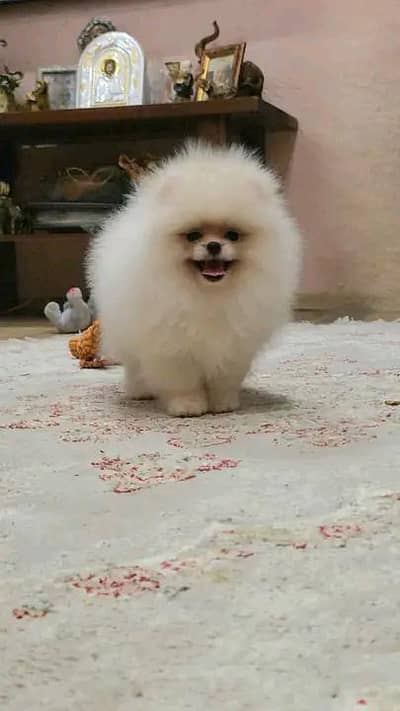 100% Pomeranian puppy Dog urgent for sale